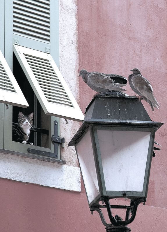 夜幕下的引擎革命，F1新赛季揭幕战见证新王登基