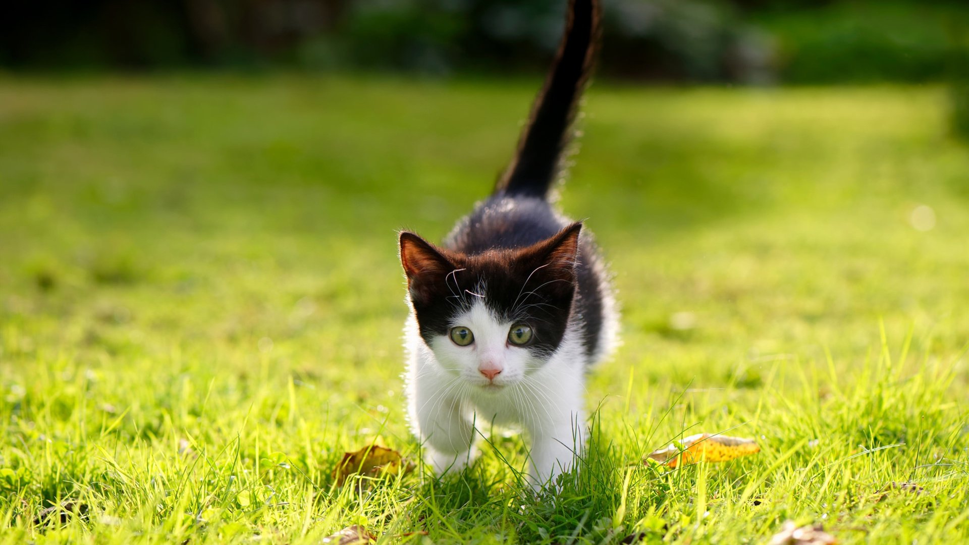 欧文主宰比赛，开拓者横扫火箭，NBA赛场上的双雄并起