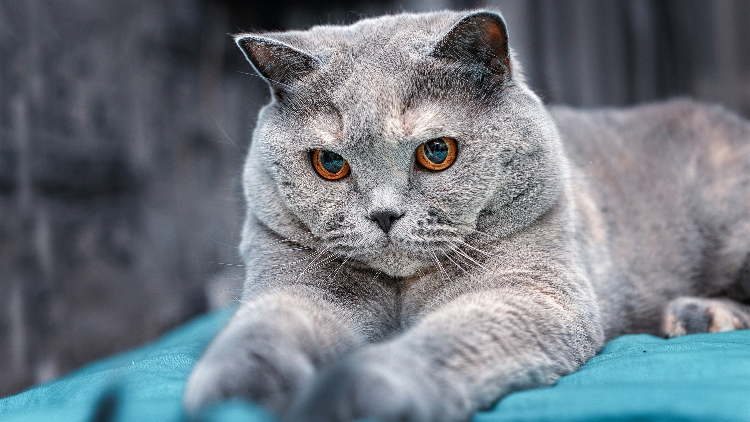 黄蜂单节蛰伤雄鹿，塔图姆攻防一体主宰赛场，团队爆发与个人统治的时代交响