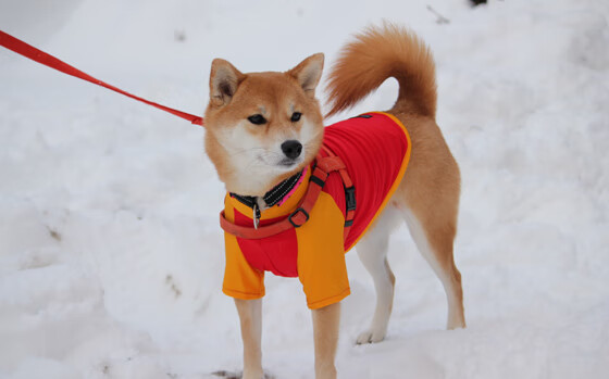 火箭爆冷灼伤热火，武切维奇全能秀引领胜利