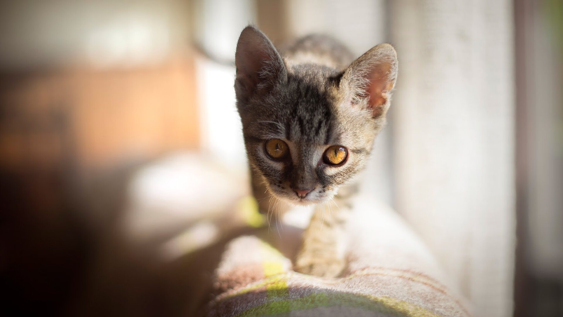 伊萨克双响导演逆转，瑞典强行终结苏格兰晋级之路