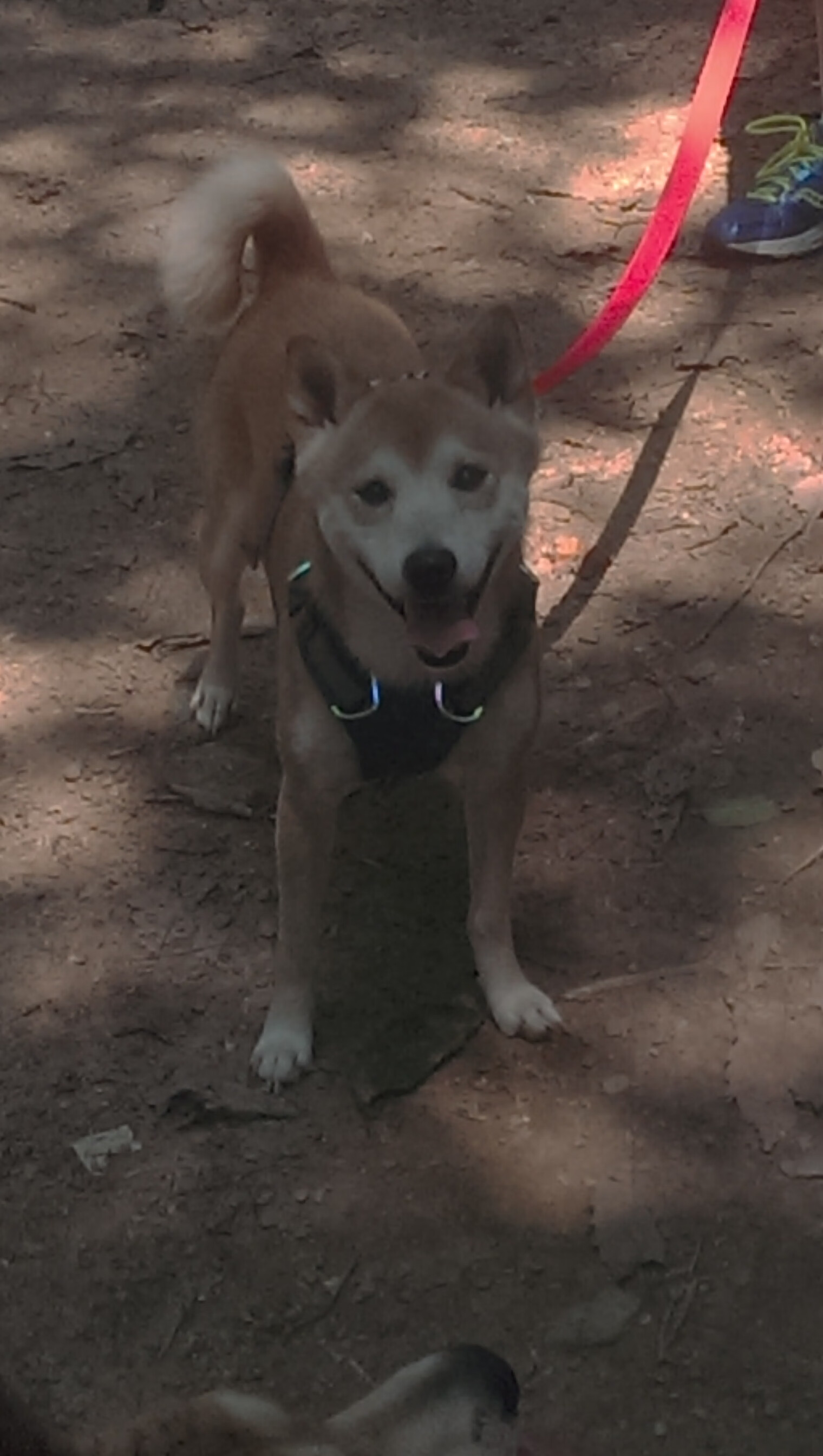 巨星闪光！卡拉斯科爆发助桑巴军团力克哥斯达黎加