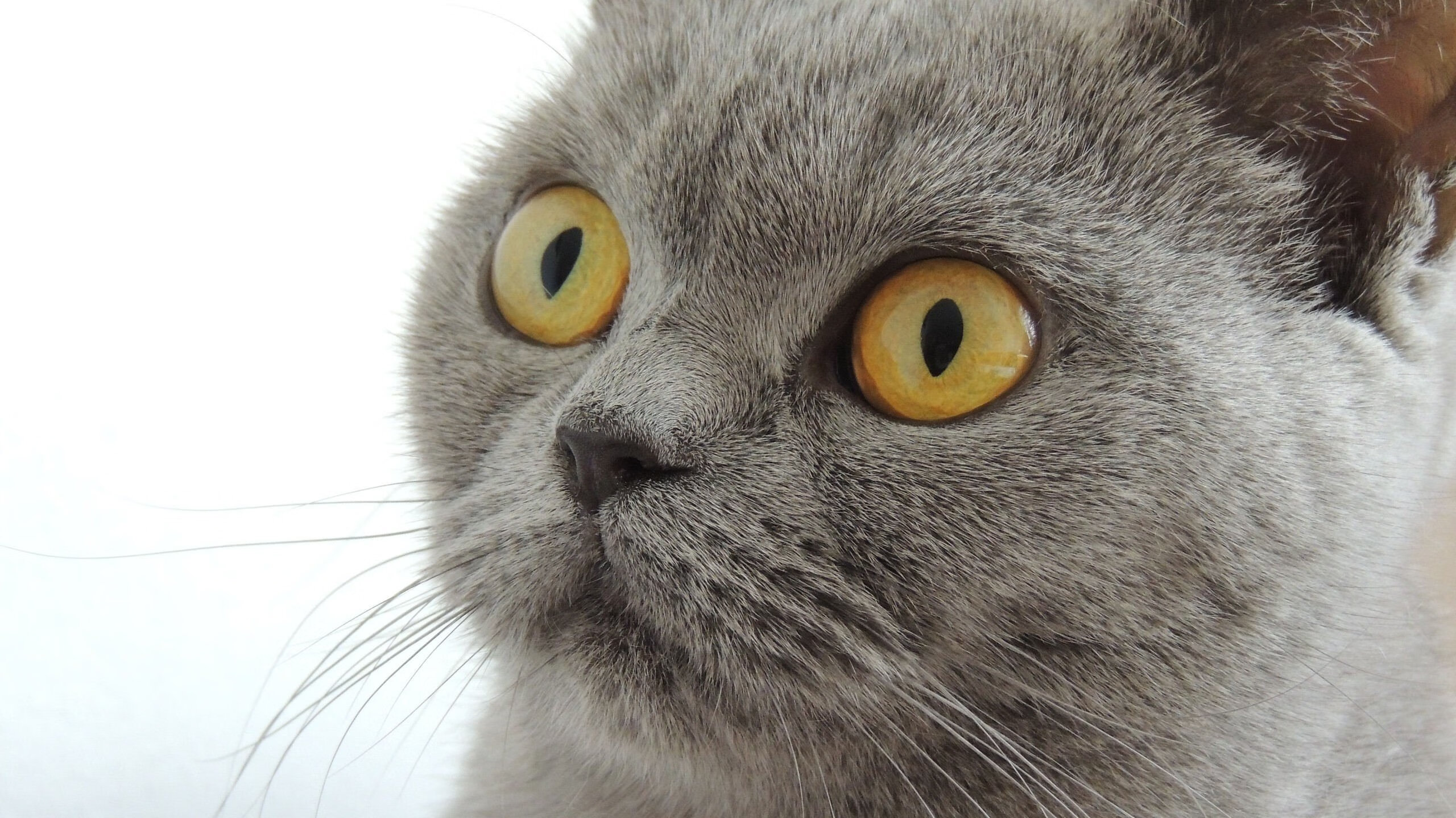 以意志之名，当绿茵场上的厮杀映照篮球圣殿的决战